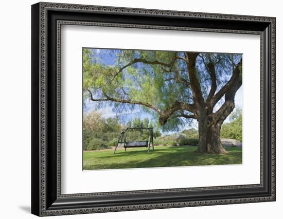 Bench Swing under Large Tree at Rancho La Purerta, Tecate, Mexico-Jaynes Gallery-Framed Photographic Print