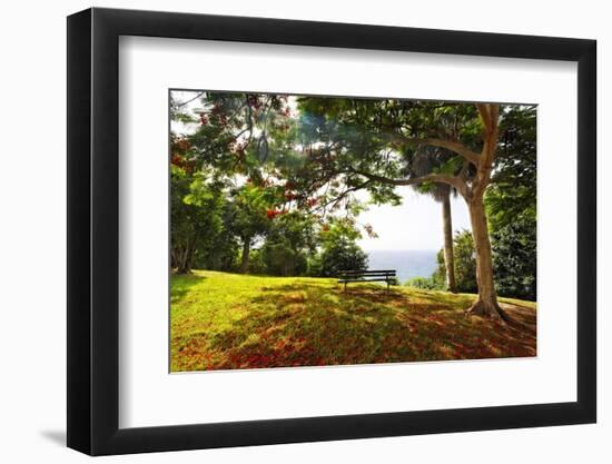 Bench Under a Flamboyan, Borinquen, Puerto Rico-George Oze-Framed Photographic Print