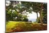 Bench Under a Flamboyan, Borinquen, Puerto Rico-George Oze-Mounted Photographic Print