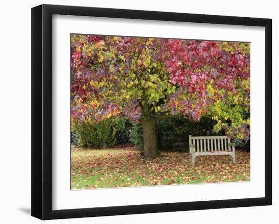 Bench under Liquidambar Tree, Hilliers Gardens, Ampfield, Hampshire, England, United Kingdom-Jean Brooks-Framed Photographic Print