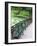 Benches, Central Park, Manhattan-Amanda Hall-Framed Photographic Print