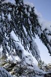 Evergreen Trees Covered in Snow-Benedict Luxmoore-Photographic Print