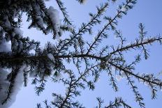 Evergreen Trees in Snow-Benedict Luxmoore-Photographic Print