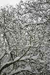 Trees in Snow-Benedict Luxmoore-Framed Photographic Print
