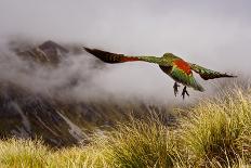 Kea Bird New Zealand-BenediktZoller-Premier Image Canvas