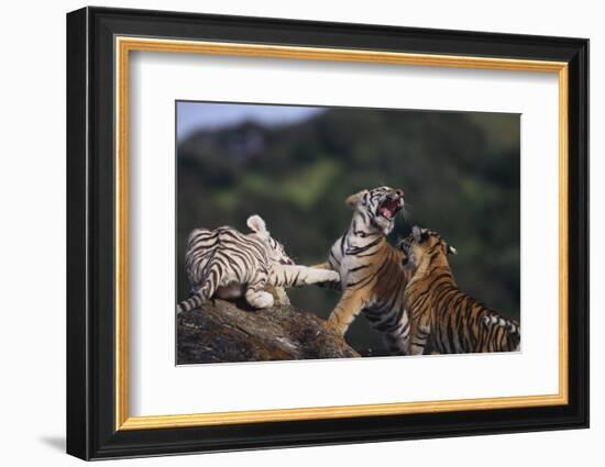 Bengal and Siberian Tiger Cubs Playing on Rocks-DLILLC-Framed Photographic Print