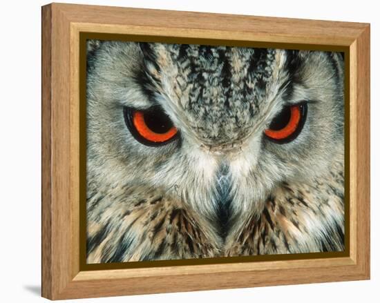 Bengal Eagle-Owl in India-Martin Harvey-Framed Premier Image Canvas