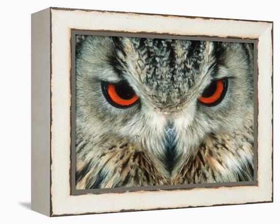 Bengal Eagle-Owl in India-Martin Harvey-Framed Premier Image Canvas