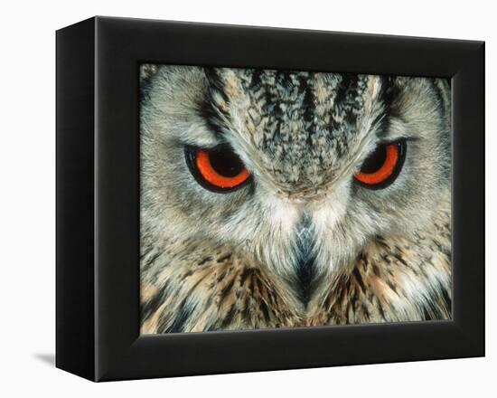 Bengal Eagle-Owl in India-Martin Harvey-Framed Premier Image Canvas