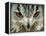 Bengal Eagle-Owl in India-Martin Harvey-Framed Premier Image Canvas