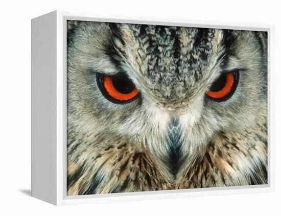 Bengal Eagle-Owl in India-Martin Harvey-Framed Premier Image Canvas