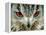 Bengal Eagle-Owl in India-Martin Harvey-Framed Premier Image Canvas
