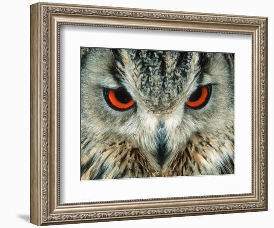 Bengal Eagle-Owl in India-Martin Harvey-Framed Photographic Print