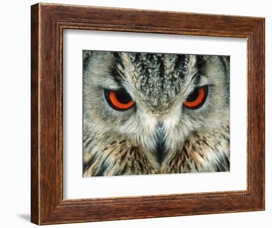 Bengal Eagle-Owl in India-Martin Harvey-Framed Photographic Print