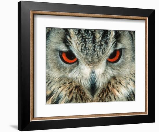 Bengal Eagle-Owl in India-Martin Harvey-Framed Photographic Print