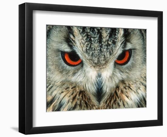 Bengal Eagle-Owl in India-Martin Harvey-Framed Photographic Print