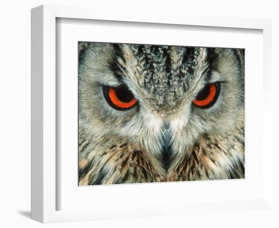 Bengal Eagle-Owl in India-Martin Harvey-Framed Photographic Print