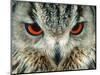 Bengal Eagle-Owl in India-Martin Harvey-Mounted Photographic Print