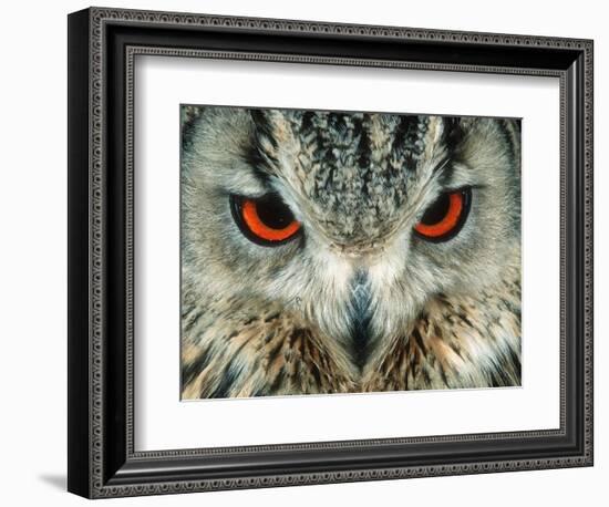 Bengal Eagle-Owl in India-Martin Harvey-Framed Photographic Print