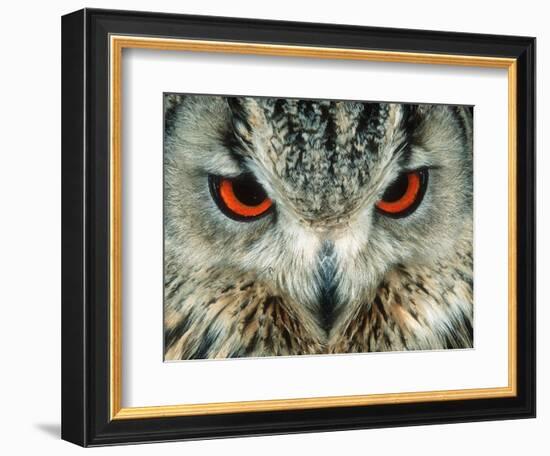 Bengal Eagle-Owl in India-Martin Harvey-Framed Photographic Print