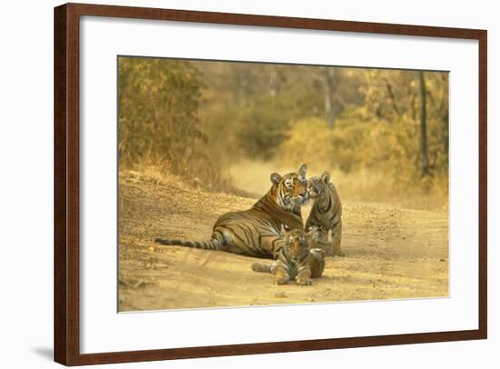 Bengal Indian Tiger Lying on Dirt Track with Cubs-null-Framed Photographic Print