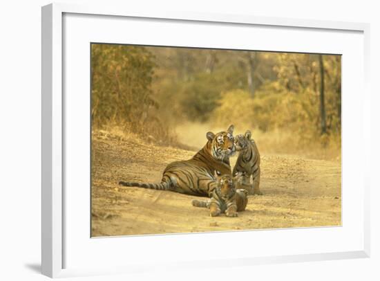 Bengal Indian Tiger Lying on Dirt Track with Cubs-null-Framed Photographic Print