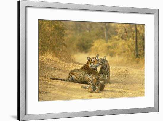 Bengal Indian Tiger Lying on Dirt Track with Cubs-null-Framed Photographic Print