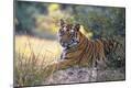 Premium Photographic Print