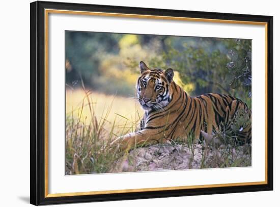 Bengal Indian Tiger Resting on Mound-null-Framed Photographic Print