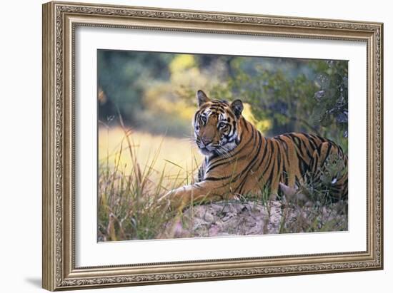 Bengal Indian Tiger Resting on Mound-null-Framed Photographic Print