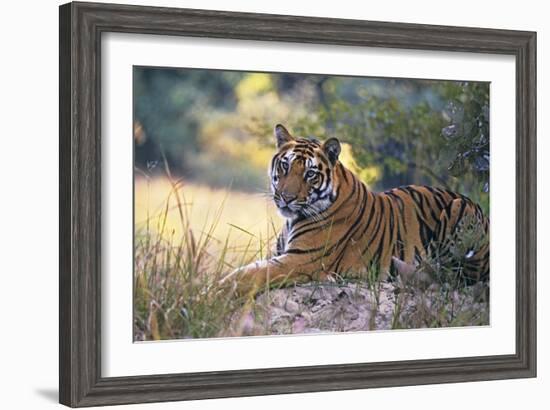 Bengal Indian Tiger Resting on Mound-null-Framed Photographic Print