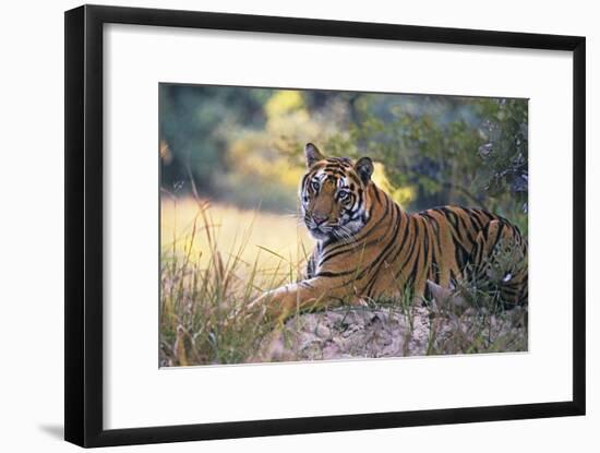 Bengal Indian Tiger Resting on Mound-null-Framed Photographic Print