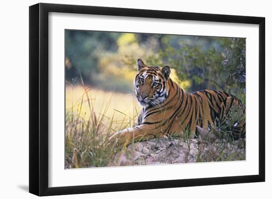 Bengal Indian Tiger Resting on Mound-null-Framed Photographic Print