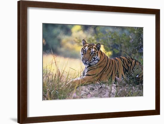 Bengal Indian Tiger Resting on Mound-null-Framed Photographic Print