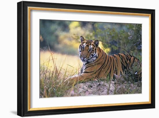 Bengal Indian Tiger Resting on Mound-null-Framed Photographic Print