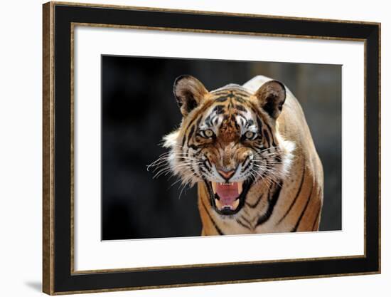 Bengal Indian Tiger Snarling-null-Framed Photographic Print