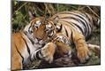 Photographic Print