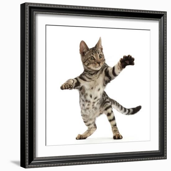 Bengal kitten, aged 15 weeks-Mark Taylor-Framed Photographic Print