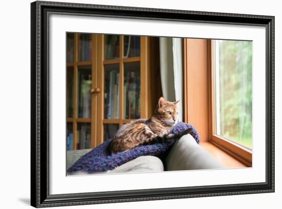 Bengal Mix Cat Relaxing on Indigo Blue Blanket by Large Window Looking Outside-Anna Hoychuk-Framed Photographic Print