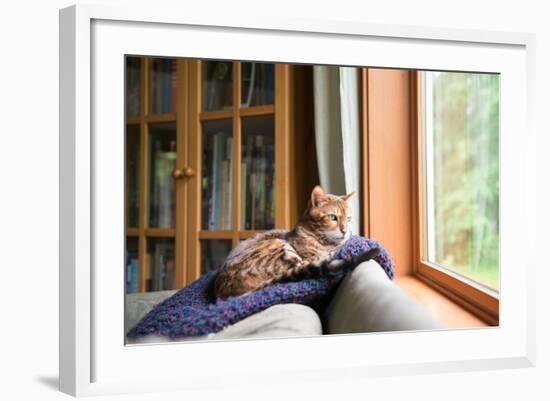 Bengal Mix Cat Relaxing on Indigo Blue Blanket by Large Window Looking Outside-Anna Hoychuk-Framed Photographic Print