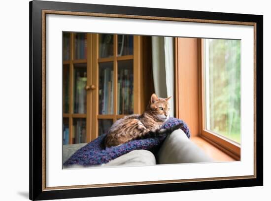 Bengal Mix Cat Relaxing on Indigo Blue Blanket by Large Window Looking Outside-Anna Hoychuk-Framed Photographic Print