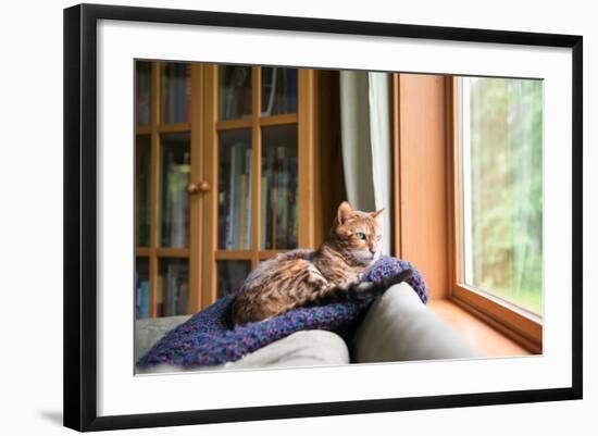 Bengal Mix Cat Relaxing on Indigo Blue Blanket by Large Window Looking Outside-Anna Hoychuk-Framed Photographic Print