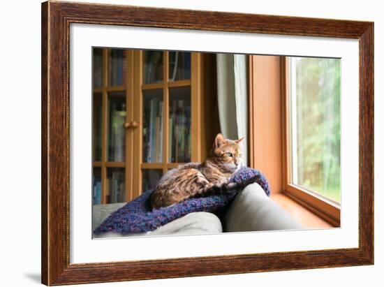 Bengal Mix Cat Relaxing on Indigo Blue Blanket by Large Window Looking Outside-Anna Hoychuk-Framed Photographic Print