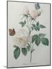 Bengal Rose-Pierre-Joseph Redoute-Mounted Art Print