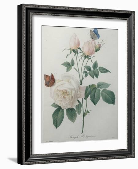 Bengal Rose-Pierre-Joseph Redoute-Framed Art Print