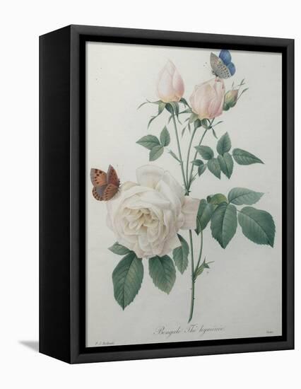 Bengal Rose-Pierre-Joseph Redoute-Framed Stretched Canvas