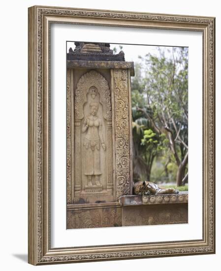 Bengal Tiger at Miami Metro Zoo, Miami, Florida, USA-Angelo Cavalli-Framed Photographic Print