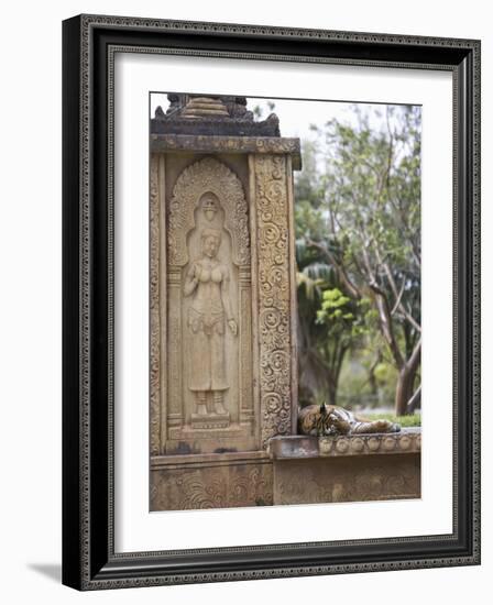 Bengal Tiger at Miami Metro Zoo, Miami, Florida, USA-Angelo Cavalli-Framed Photographic Print