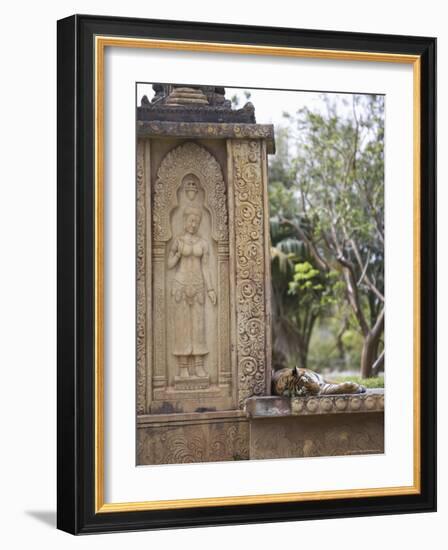 Bengal Tiger at Miami Metro Zoo, Miami, Florida, USA-Angelo Cavalli-Framed Photographic Print