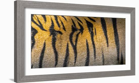 Bengal tiger back extreme close up, India-Panoramic Images-Framed Photographic Print